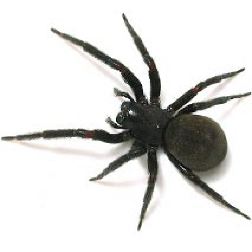Black House Spider 1 1024x1024 