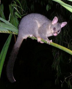 Possums perth | how to get rid of | possum removal