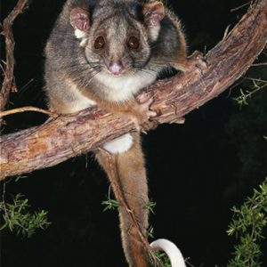 Ringtail Possumv