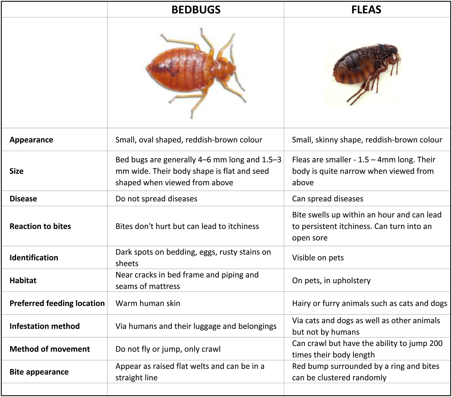bugs bed fleas vs bug bedbug flea found rid table species identification types enlarge