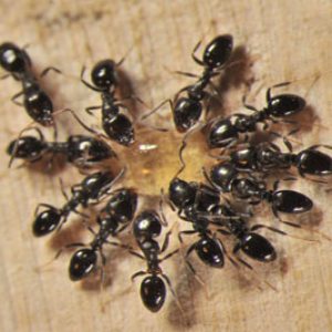 Black Ants