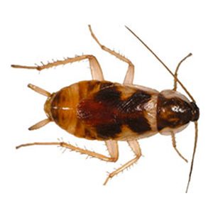 Brown Banded Cockroach