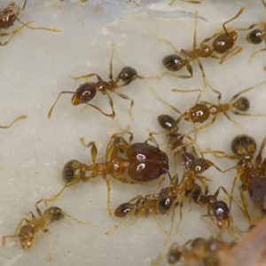 Coastal Brown Ants