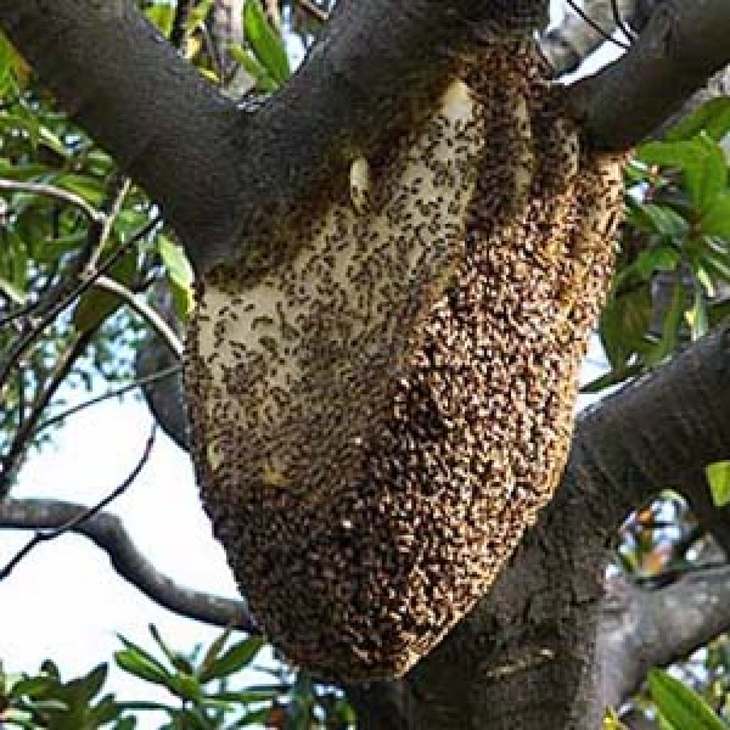 Honeybee Nest In Tree • Perth Pest Control