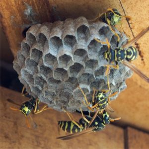 Paper Wasp nest