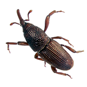 Granary Weevil